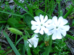 Silene undulata