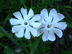 Silene undulata