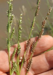Echinochloa pyramidalis