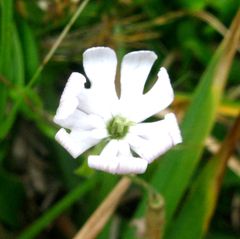 Silene undulata