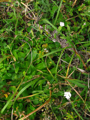 Silene undulata