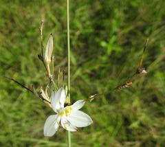 Chlorophytum galpinii