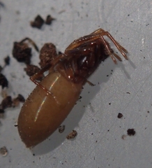 Harpactea hombergi