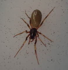 Harpactea hombergi