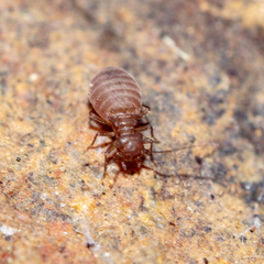 Ectopsocus vachoni