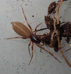 Harpactea hombergi