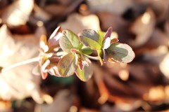 Lonicera caprifolium
