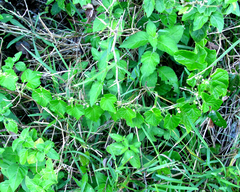 Zehneria scabra