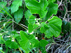 Zehneria scabra