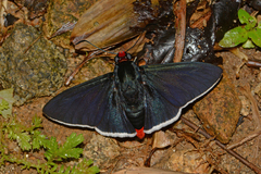 Pyrrhopyge phidias