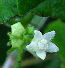 Zehneria scabra