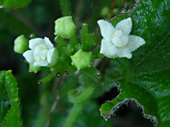 Zehneria scabra