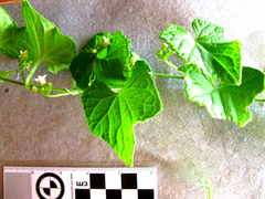 Zehneria scabra