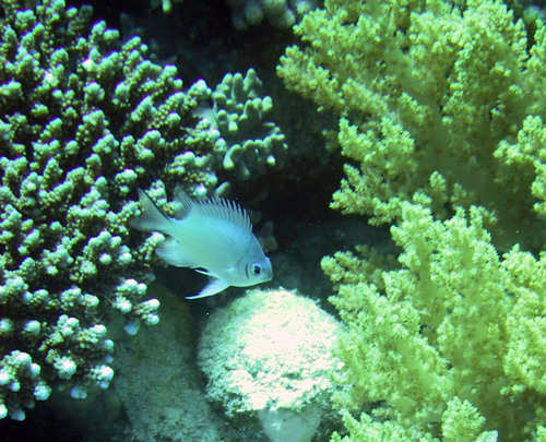 Green Damselfish — seen at this dive site