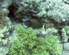 Sufflamen albicaudatum