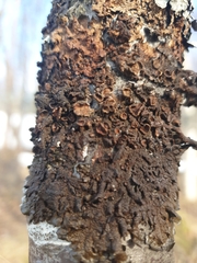 Melanohalea olivacea