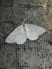 Colostygia multistrigaria