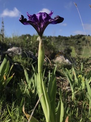 Iris lutescens subbiflora