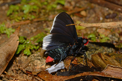 Pyrrhopyge phidias