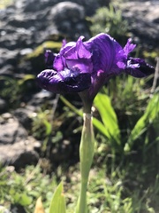Iris lutescens subbiflora