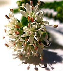 Agathosma apiculata