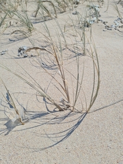 Thinopyrum distichum