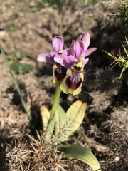 Ophrys tenthredinifera