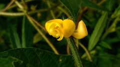 Vigna radiata