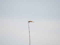 Tramea cophysa