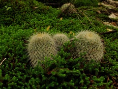 Mammillaria dixanthocentron