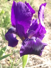 Iris lutescens subbiflora