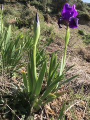 Iris lutescens subbiflora
