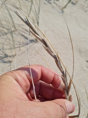 Thinopyrum distichum