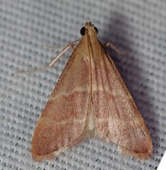 Arta epicoenalis