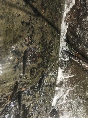 Characidium pterostictum