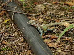 Aspidoscelis parvisocius