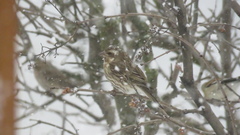 Haemorhous purpureus purpureus