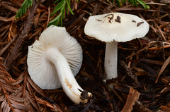 Hygrophorus subaustraligus