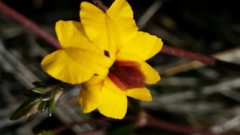 Goodenia trinervis