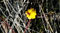Goodenia trinervis
