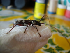 Enaphalodes taeniatus
