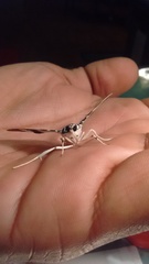 Lypotigris reginalis