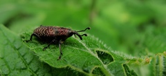 Rhodobaenus albopunctatus