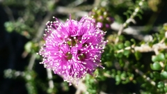 Kunzea recurva
