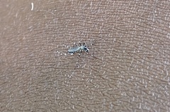 Stegomyia