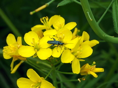 Oedemera nobilis