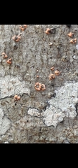 Bionectriaceae