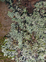 Menegazzia nothofagi