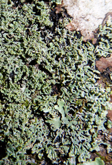 Menegazzia nothofagi