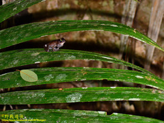 Pulchrana baramica
